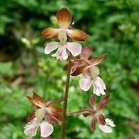 Calanthe discolor Lindl. perfume ingredient at scentopia your orchids fragrance essential oils
