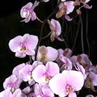 Phalaenopsis schilleriana Rchb. f. perfume ingredient at scentopia your orchids fragrance essential oils