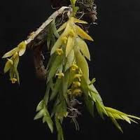 Oberonia longibracteata Lindl. perfume ingredient at scentopia your orchids fragrance essential oils