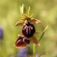 Ophrys sphegodes subsp. Mammosa (Desf.) Soo ex E.Nelson Syn. Ophrys mammosa Desf. perfume ingredient at scentopia your orchids fragrance essential oils
