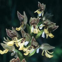 Orchis adenocheila Czerkiak perfume ingredient at scentopia your orchids fragrance essential oils