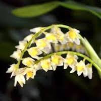Pholidota cantonensis Rolfe perfume ingredient at scentopia your orchids fragrance essential oils