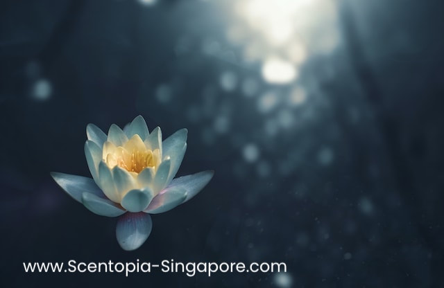 lotus in water image for relaxing meditation
