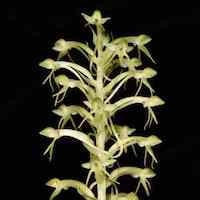 Habenaria furcifera Lindl. Syn. Habenaria ovalifolia perfume ingredient at scentopia your orchids fragrance essential oils