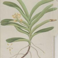 Acampe carinata (Griff.) Panigrahi perfume ingredient at scentopia your orchids fragrance essential oils