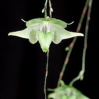Aeranthes Grandalena  perfume ingredient at scentopia your orchids fragrance essential oils