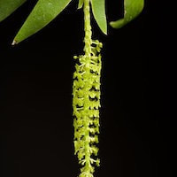 Oberonia mucronata (D. Don) Omerod and Seidenf. perfume ingredient at scentopia your orchids fragrance essential oils