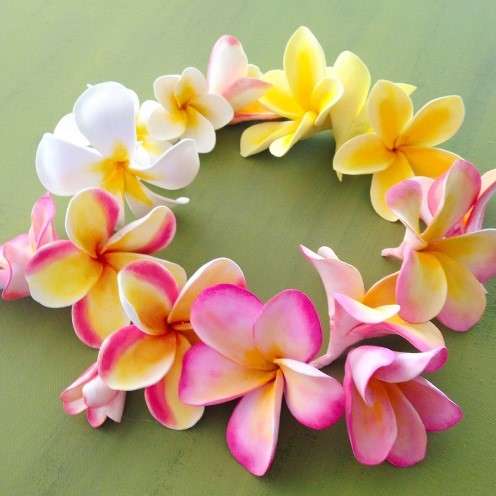 In Mesoamerica, plumerias have high significance for over two millennia,