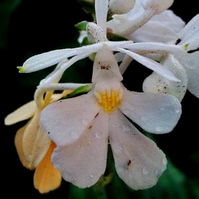 Calanthe ceciliae Rchb. f. perfume ingredient at scentopia your orchids fragrance essential oils