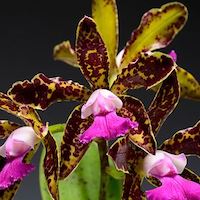Cattleya Chialin Doll 'Toy'  perfume ingredient at scentopia your orchids fragrance essential oils