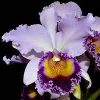 Cattleya Dinard 'Blue Heaven'  perfume ingredient at scentopia your orchids fragrance essential oils
