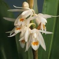 Coelogyne stricta (D. Don) Schltr. Syn Coelogyne elata Lindl.  perfume ingredient at scentopia your orchids fragrance essential oils