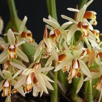 Coelogyne trinervis Lindl. perfume ingredient at scentopia your orchids fragrance essential oils