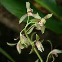 Cymbidium ensifolium (L.) Sw. perfume ingredient at scentopia your orchids fragrance essential oils
