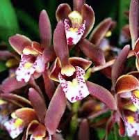 Cymbidium floribundum perfume ingredient at scentopia your orchids fragrance essential oils