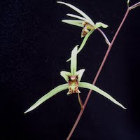 Cymbidium Kanran  perfume ingredient at scentopia your orchids fragrance essential oils