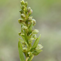 Fragrant Therapeutic Orchid Dactylorhiza viridis (Linn.) R.M. Bateman, Pridgeon and M.W. Chase syn. Coeloglossum viride Hartm.