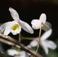 Fragrant Therapeutic Orchid Dendrobium amoenum Wall ex Lindl.