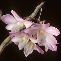 Dendrobium cumulatum Lindl. perfume ingredient at scentopia your orchids fragrance essential oils