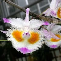 Fragrant Therapeutic Orchid Dendrobium denneanum Kerr syn. Dendrobium aurianticum Rchb
