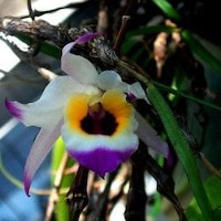 Fragrant Therapeutic Orchid Dendrobium falconeri Hook.f. syn Dendrobium erythroglossum Hayata