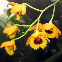Fragrant Therapeutic Orchid Dendrobium fimbriatum Hook. f. syn. Dendrobium normale Fale.
