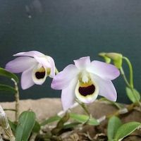 Fragrant Therapeutic Orchid Dendrobium flexicaule