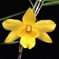 Fragrant Therapeutic Orchid Dendrobium hancockii Rolfe syn. Dendrobium  odiosum  Finet.