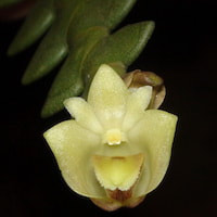 Fragrant Therapeutic Orchid Dendrobium leonis (Lindl.) Rchb.f.