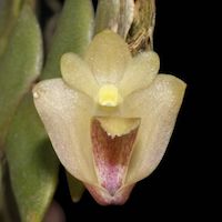 Dendrobium Leonis perfume ingredient at scentopia your orchids fragrance essential oils