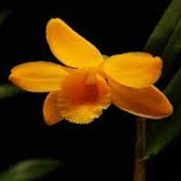 Fragrant Therapeutic Orchid Dendrobium lohohense Tang & F.T.Wang