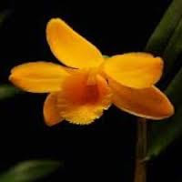 Dendrobium lohohense Tang & F.T.Wang perfume ingredient at scentopia your orchids fragrance essential oils