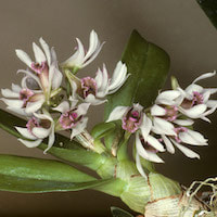 Fragrant Therapeutic Orchid Dendrobium monticola P.F. Hunt & Summerh.
