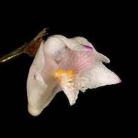 Fragrant Therapeutic Orchid Dendrobium planibulbe Lindl.