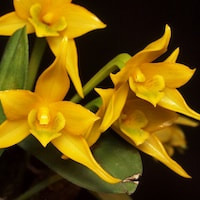 Fragrant Therapeutic Orchid Dendrobium umbellatum Rchb. f.
