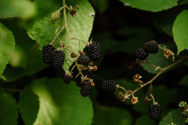 Dewberry-Inspired Aromatic Elixir