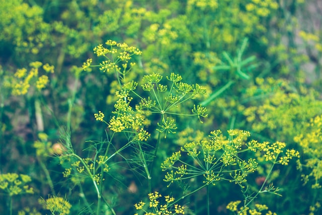 Natural Remedies with Dill Essential Oil