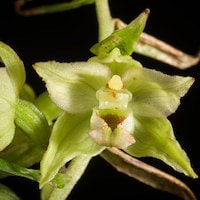 Epipactis papillosa Franch et Sav. perfume ingredient at scentopia your orchids fragrance essential oils