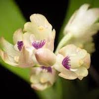  Therapeutic Fragrant Orchid Eria scabrilinguis Lindl. syn. Eria corneri Rchb. f.