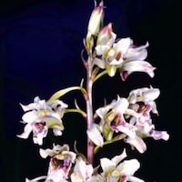  Therapeutic Fragrant Orchid Eulophia bicallosa (D. Don) P.F.Hunt & Summerh.