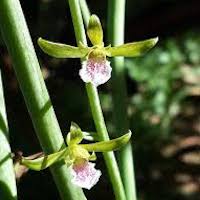 Eulophia graminea Lindl. Therapeutic Fragrant Orchid 