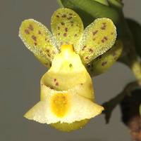  Therapeutic Fragrant Orchid Gastrochilus formosanus (Hayata) Hayata