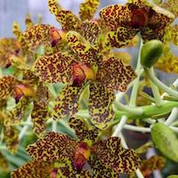 Genus: Grammatophyllum Blume Therapeutic Fragrant Orchid 