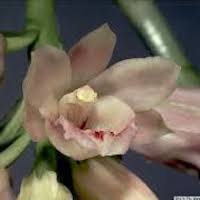 Geodorum densiflorum (Lam) Schltr. Therapeutic Fragrant Orchid 