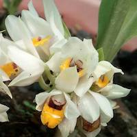 Geodorum recurvum (Roxb.) Alston Therapeutic Fragrant Orchid 