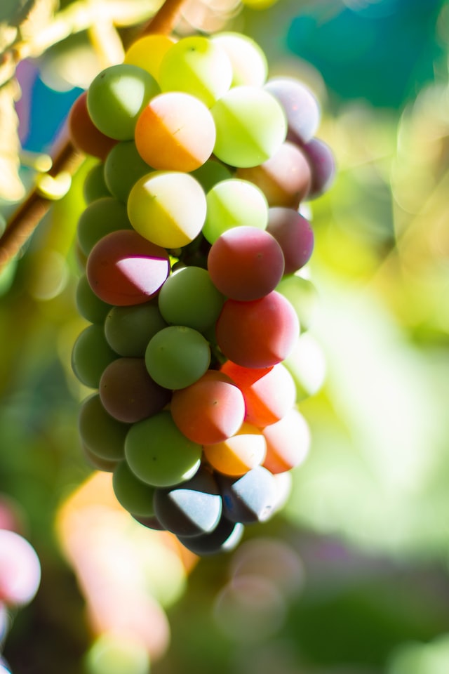 Explore Grape Seed Oil Benefits