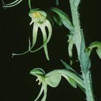 Habenaria ciliolaris Kraenzl. Scented and therapeutic orchids of singapore