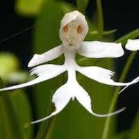 Habenaria crinifera Lindl. perfume ingredient at scentopia your orchids fragrance essential oils