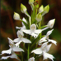 Habenaria dentata (Sw.) Schltr.  Scented and therapeutic orchids of singapore