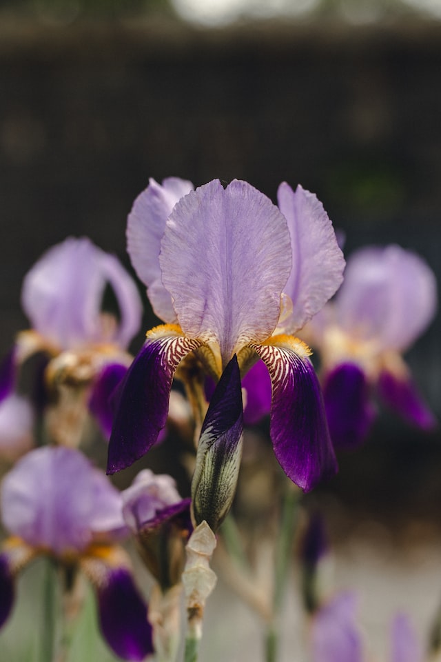 Iris Petals for Aromatherapy